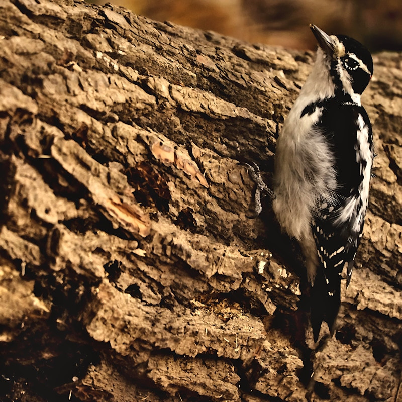 Woodpecker busy digging holes in a trunk to store food- 00